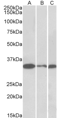 Goat Anti-PCNA Antibody