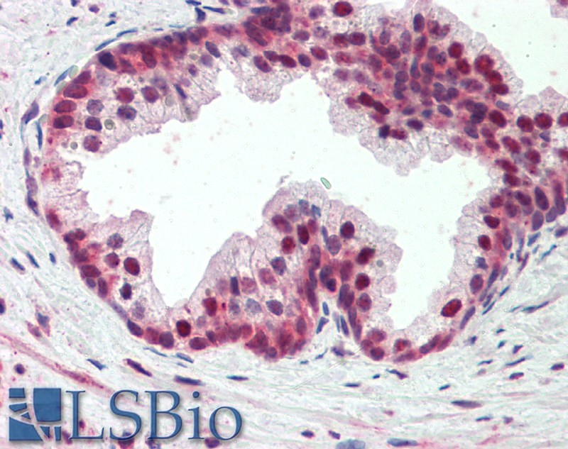 Goat Anti-PDCD4 (aa210-221) Antibody