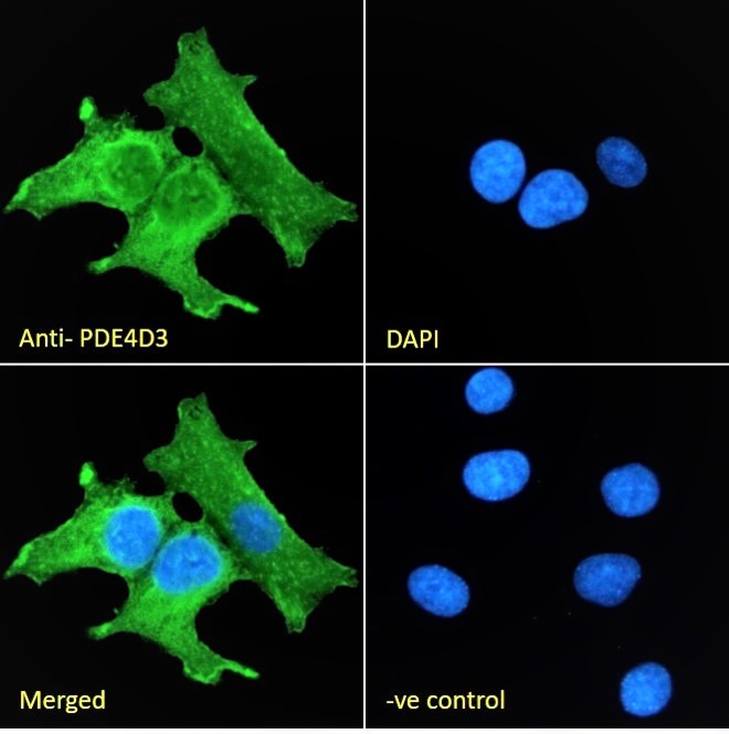 Goat Anti-PDE4D3 Antibody
