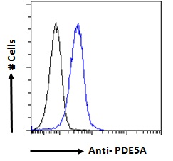 Goat Anti-PDE5A Antibody