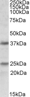 Goat Anti-PDPN Antibody