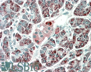 Goat Anti-PEBP4 Antibody