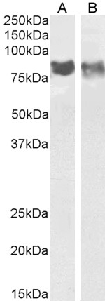 Goat Anti-Pecam1 / CD31 (mouse) Antibody