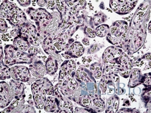 Goat Anti-PER2 Antibody