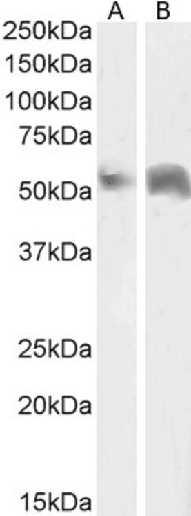Goat Anti-Perilipin 1 (C Terminus) Antibody