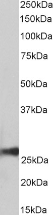 Goat Anti-peroxiredoxin 6 (aa170-180) Antibody