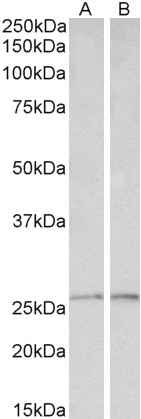 Goat Anti-peroxiredoxin 6 Antibody