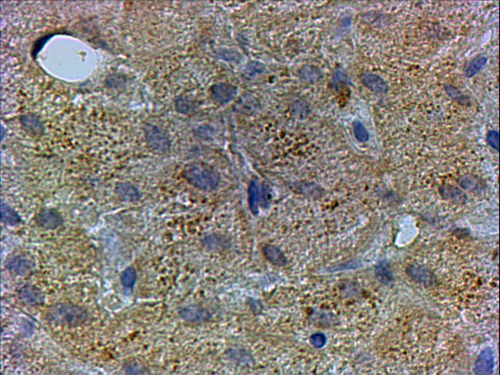 Goat Anti-PEX13 Antibody