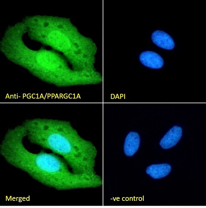 Goat Anti-PGC1A/PPARGC1A Antibody