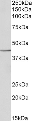 Goat Anti-PGK1 Antibody