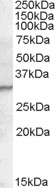 Goat Anti-PGRP-S Antibody