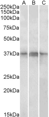 Goat Anti-PHF11 Antibody