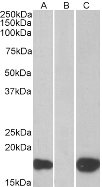 Goat Anti-PHLDA3 / TIH1 Antibody