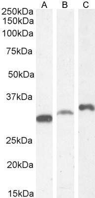 Goat Anti-PI31 / PSMF1 (Isoform 1) Antibody