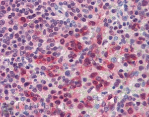 Goat Anti-PILRB Antibody