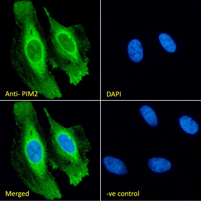 Goat Anti-PIM2 Antibody