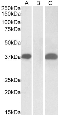 Goat Anti-PIM2 (Internal) Antibody