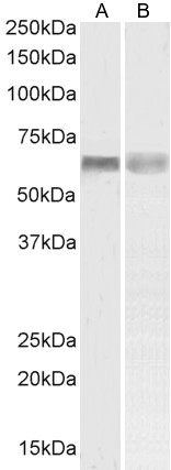 Goat Anti-PINK1 Antibody