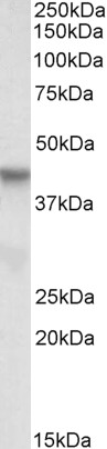 Goat Anti-PINX1 (aa225-237) Antibody