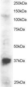 Goat Anti-PINX1 Antibody