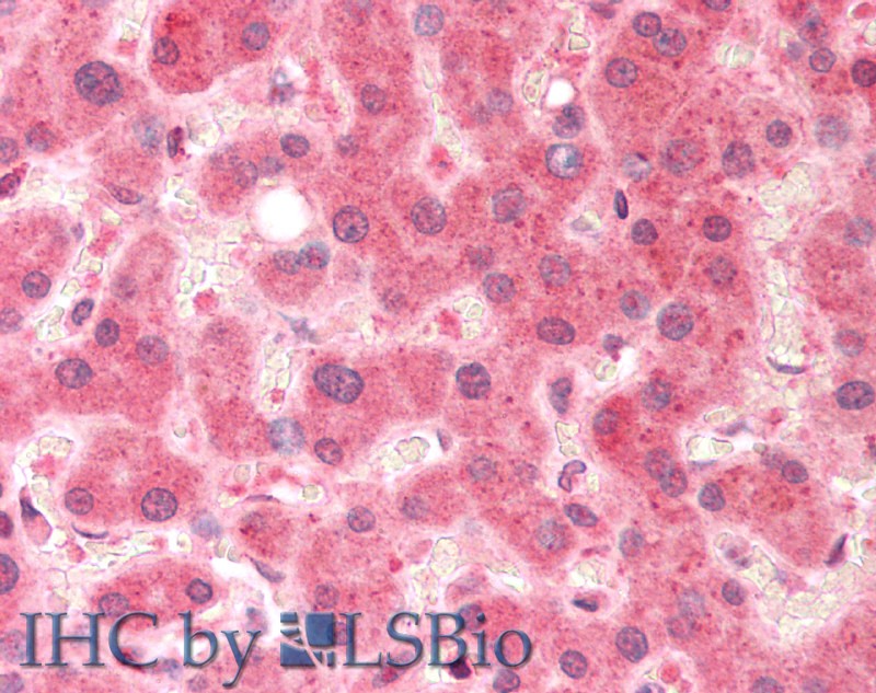 Goat Anti-Pirin Antibody