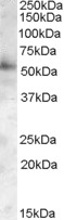 Goat Anti-PIST / FIG / GOPC Antibody