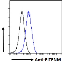 Goat Anti-PITPNM / PITPNM1 Antibody