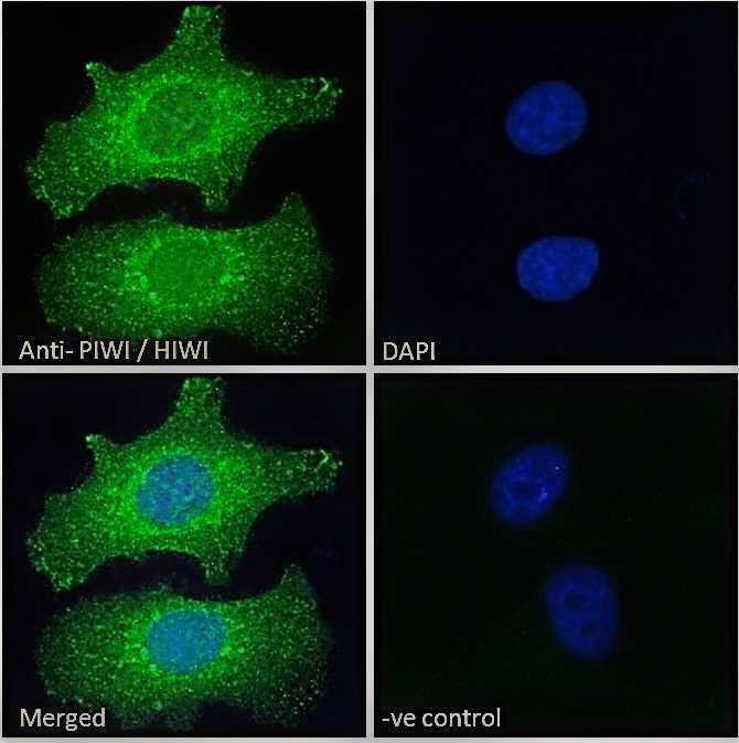 Goat Anti-PIWI / HIWI Antibody