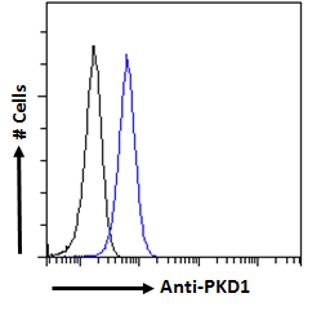 Goat Anti-PKD1 (aa2281-2292) Antibody