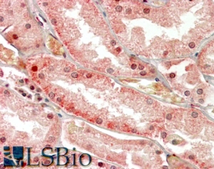 Goat Anti-PKD1 / Polycystin 1 Antibody