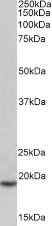 Goat Anti-PLA2G2A Antibody