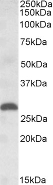 Goat Anti-PLGF Antibody