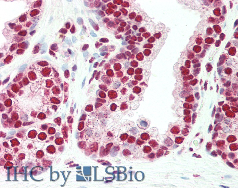 Goat Anti-PLRG1 Antibody