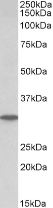 Goat Anti-PNP (aa142-153) Antibody