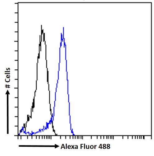 Goat Anti-PNPLA2 / ATGL Antibody