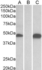 Goat Anti-POFUT1 Antibody