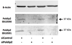Goat Anti-POLDIP2 Antibody