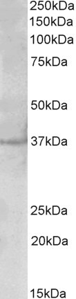 Goat Anti-polo-like kinase 5 (aa309-322) Antibody