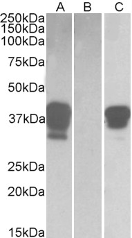 Goat Anti-POU2AF1 Antibody