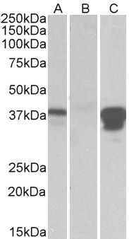 Goat Anti-POU2AF1 Antibody