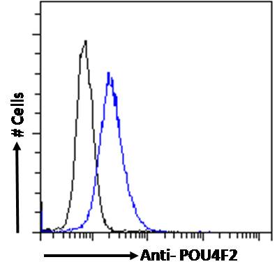 Goat Anti-POU4F2 Antibody