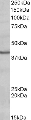 Goat Anti-POU4F3 Antibody