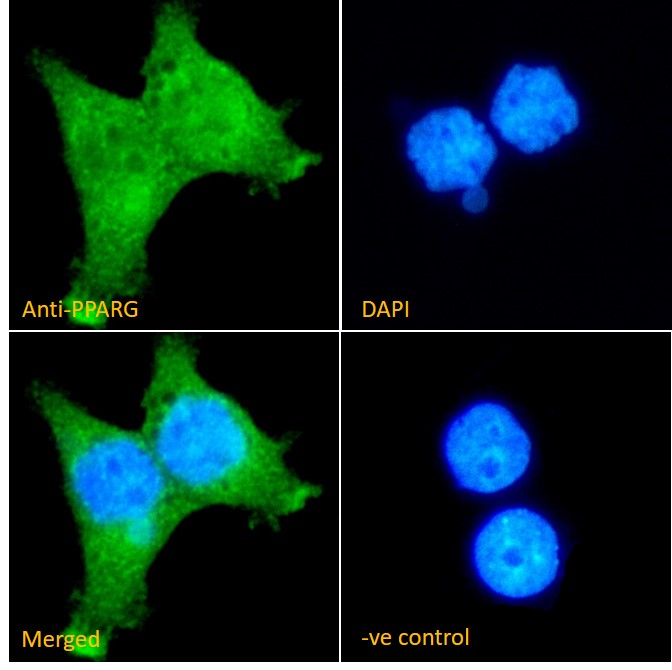 Goat Anti-PPARG Antibody