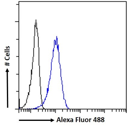 Goat Anti-PPARGC1A Antibody
