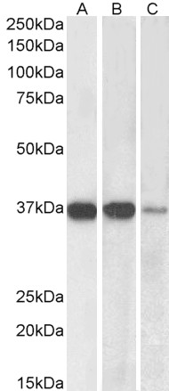 Goat Anti-PPP2CA / PPP2CB Antibody