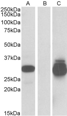 Goat Anti-PPPDE1 / PNAS4 Antibody