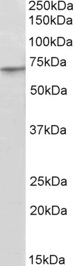 Goat Anti-PRDM14 (aa533-544) Antibody