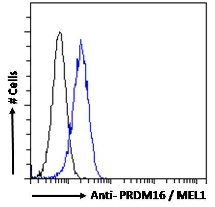 Goat Anti-PRDM16 / MEL1 Antibody