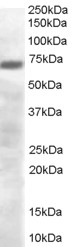 Goat Anti-PRDM4 / PFM1 Antibody
