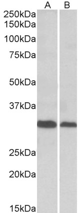 Goat Anti-Prim1 (rat) Antibody